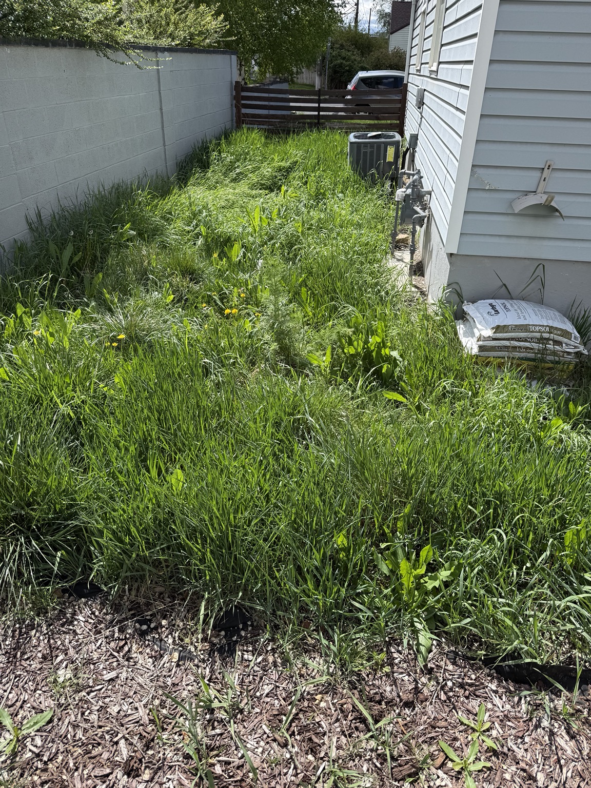 Before — Overgrown · knee-high · neglected